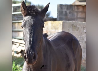 Menorquín, Yegua, 2 años, 160 cm, Negro