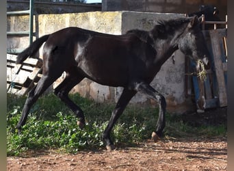 Menorquín, Yegua, 2 años, 160 cm, Negro