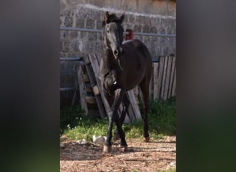 Menorquín, Yegua, 2 años, 160 cm, Negro