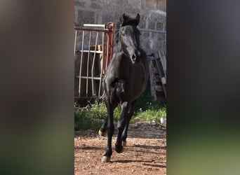 Menorquín, Yegua, 2 años, 160 cm, Negro