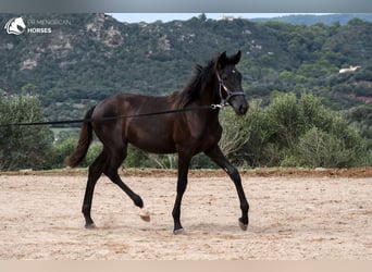 Menorquín, Yegua, 2 años, 161 cm, Negro