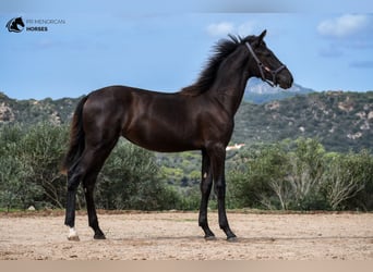 Menorquín, Yegua, 2 años, 161 cm, Negro