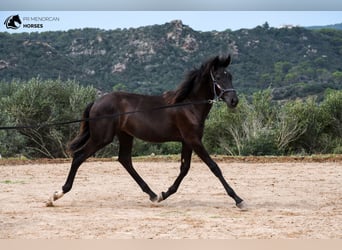 Menorquín, Yegua, 2 años, 161 cm, Negro