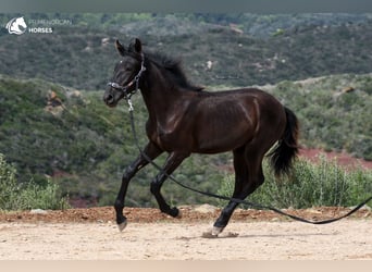 Menorquín, Yegua, 2 años, 161 cm, Negro