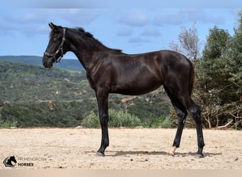 Menorquín, Yegua, 2 años, 161 cm, Negro