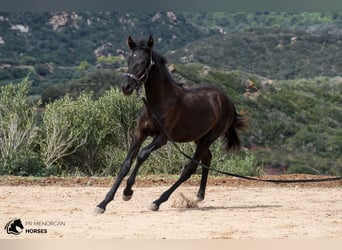 Menorquín, Yegua, 2 años, 161 cm, Negro