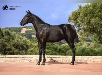 Menorquín, Yegua, 2 años, 162 cm, Negro