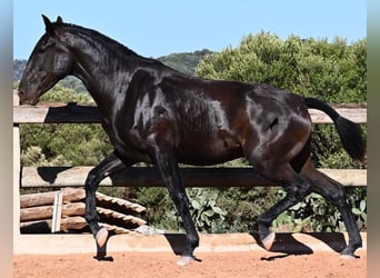 Menorquín, Yegua, 2 años, 162 cm, Negro