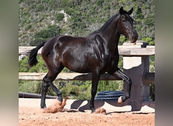 Menorquín, Yegua, 2 años, 162 cm, Negro