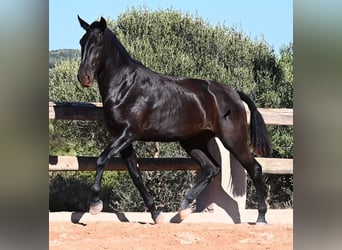 Menorquín, Yegua, 2 años, 162 cm, Negro