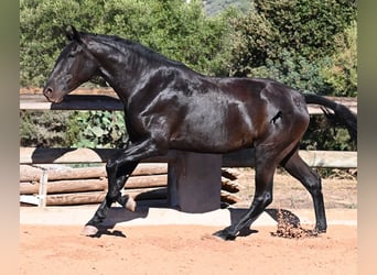 Menorquín, Yegua, 2 años, 162 cm, Negro