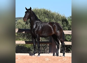 Menorquín, Yegua, 2 años, 162 cm, Negro