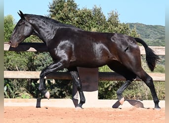 Menorquín, Yegua, 2 años, 162 cm, Negro