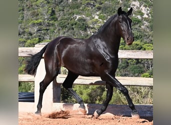 Menorquín, Yegua, 2 años, 162 cm, Negro