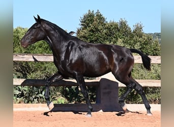 Menorquín, Yegua, 2 años, 162 cm, Negro