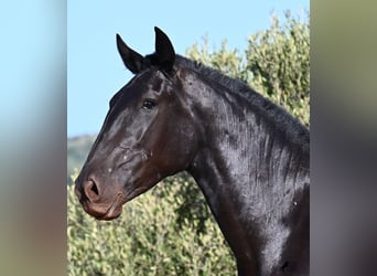 Menorquín, Yegua, 2 años, 162 cm, Negro
