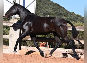 Menorquín, Yegua, 2 años, 162 cm, Negro