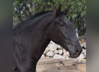 Menorquín, Yegua, 2 años, 163 cm, Negro