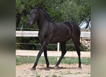Menorquín, Yegua, 2 años, 163 cm, Negro