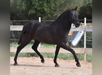 Menorquín, Yegua, 2 años, 163 cm, Negro