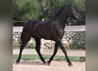 Menorquín, Yegua, 2 años, 163 cm, Negro