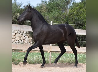 Menorquín, Yegua, 2 años, 163 cm, Negro