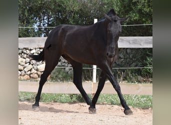 Menorquín, Yegua, 2 años, 163 cm, Negro