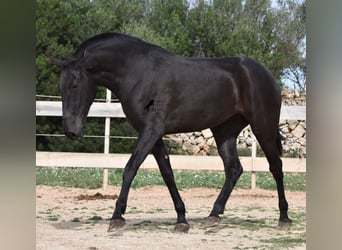 Menorquín, Yegua, 2 años, 163 cm, Negro