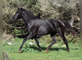 Menorquín, Yegua, 2 años, 163 cm, Negro