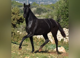 Menorquín, Yegua, 2 años, 163 cm, Negro