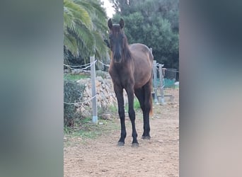 Menorquín, Yegua, 2 años, 165 cm, Negro