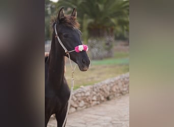Menorquín, Yegua, 2 años, 165 cm, Negro
