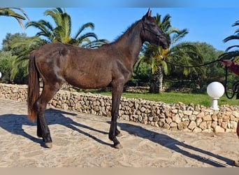 Menorquín, Yegua, 2 años, 165 cm, Negro