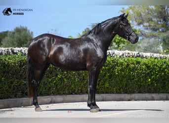 Menorquín, Yegua, 3 años, 154 cm, Negro