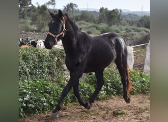 Menorquín, Yegua, 3 años, 154 cm, Negro