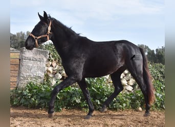 Menorquín, Yegua, 3 años, 154 cm, Negro