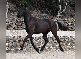 Menorquín, Yegua, 3 años, 155 cm, Negro