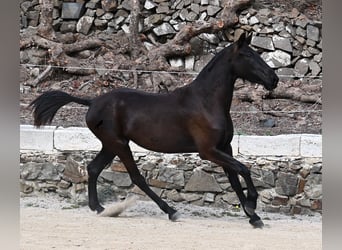 Menorquín, Yegua, 3 años, 155 cm, Negro