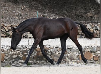 Menorquín, Yegua, 3 años, 155 cm, Negro