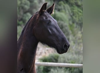 Menorquín, Yegua, 3 años, 155 cm, Negro