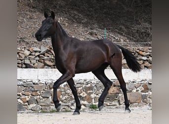 Menorquín, Yegua, 3 años, 155 cm, Negro