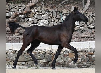 Menorquín, Yegua, 3 años, 155 cm, Negro