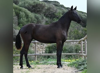 Menorquín, Yegua, 3 años, 155 cm, Negro