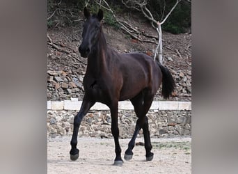 Menorquín, Yegua, 3 años, 155 cm, Negro