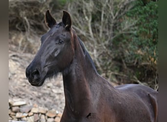 Menorquín, Yegua, 3 años, 155 cm, Negro