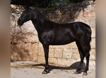 Menorquín, Yegua, 3 años, 155 cm, Negro