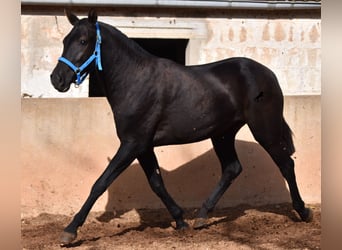 Menorquín, Yegua, 3 años, 155 cm, Negro