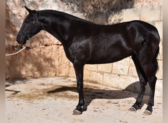 Menorquín, Yegua, 3 años, 155 cm, Negro