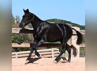Menorquín, Yegua, 3 años, 157 cm, Negro