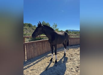 Menorquín, Yegua, 3 años, 159 cm, Negro